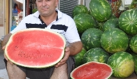 alo karpuz