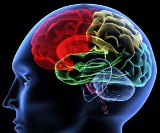 brain