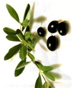 zeytin bahcesi
