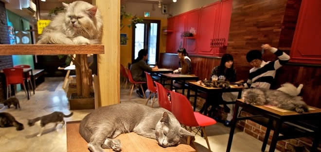 kedi kafeteryasi