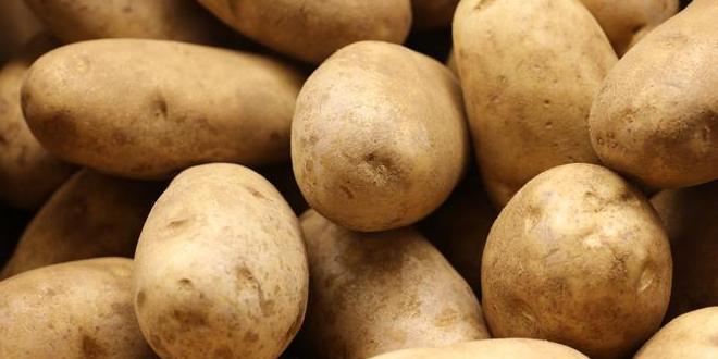 Patates Yetiştiriciliği