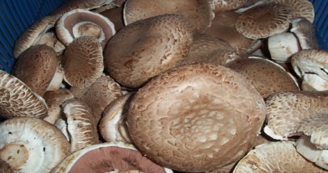 portobello mantari uretimi