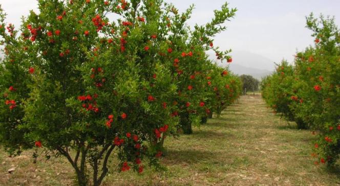 organik bahce kurmak