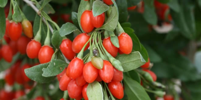Goji Berry