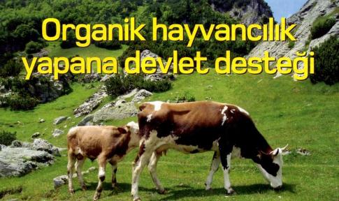 organik hayvancilik