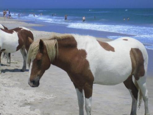 Amerika, Assateague Beach