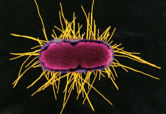bakteri