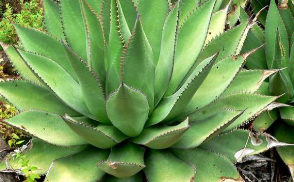 agave