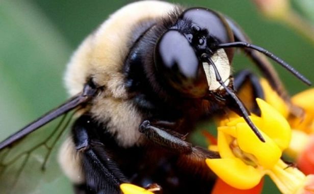 Bombus arisi