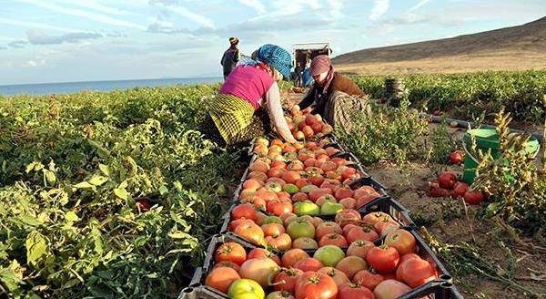 tarim urunleri