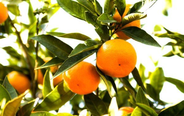 satsuma mandalina