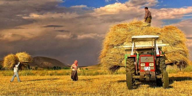 tarim