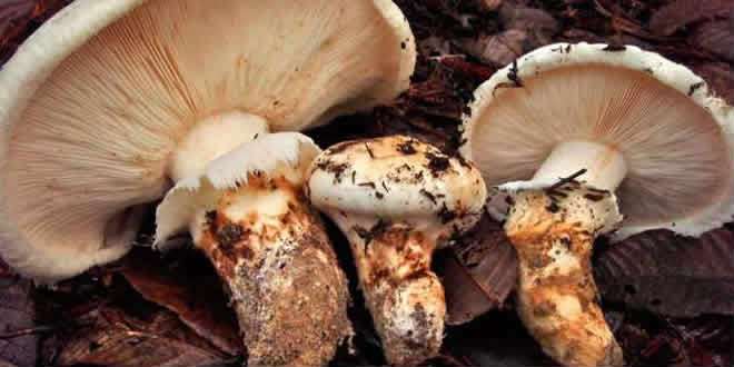 matsutake