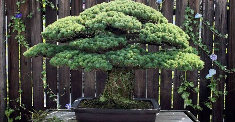 bonsai agaci
