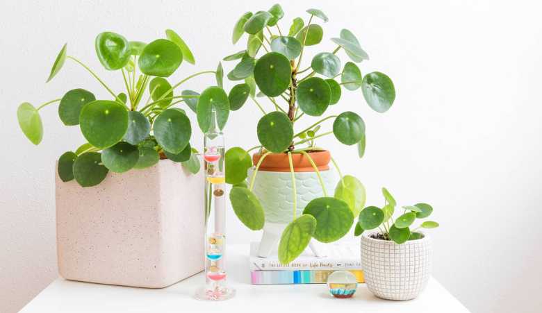Pilea bitkisi