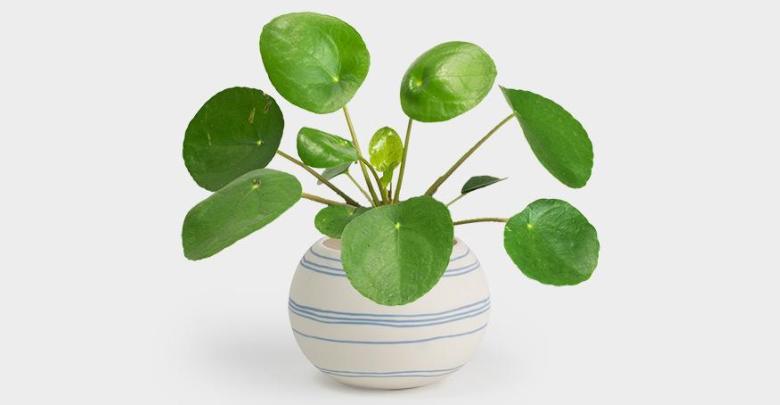 Pilea