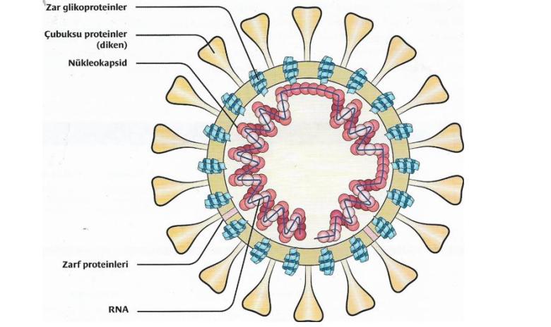 rna virusu