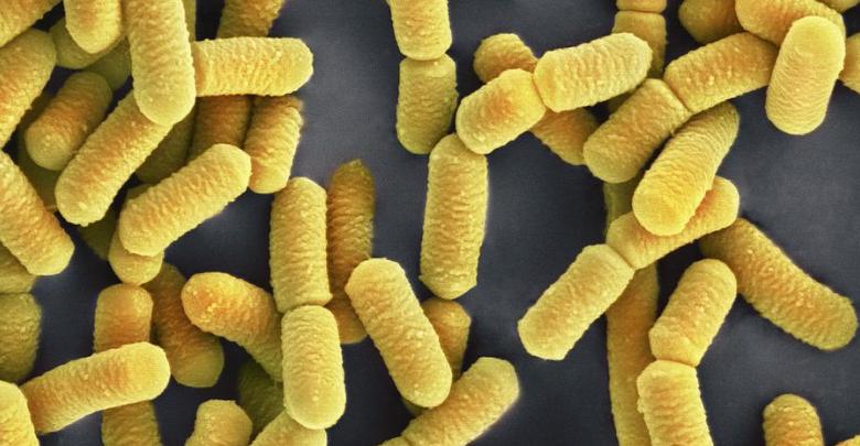 lactobacillus plantarum