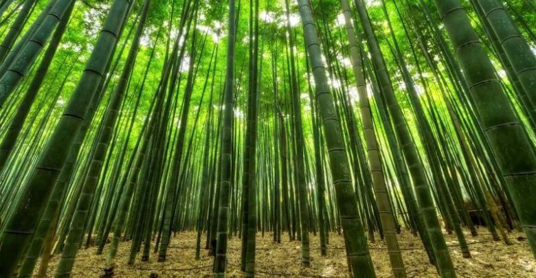 Bambu kamışları