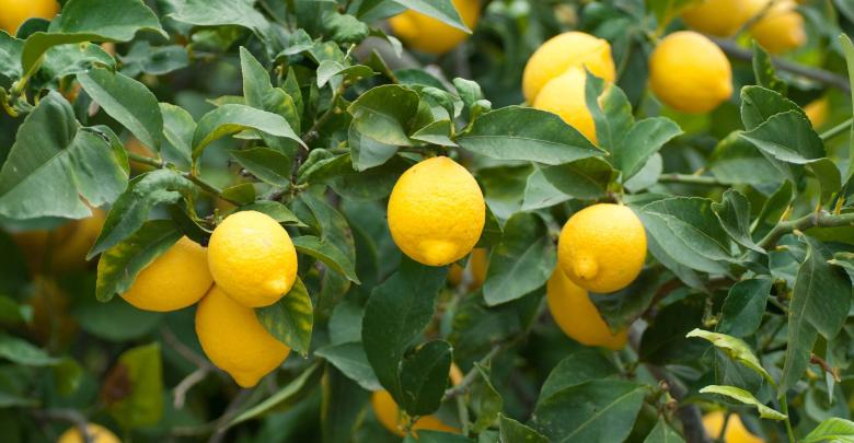 Limon Üreticileri