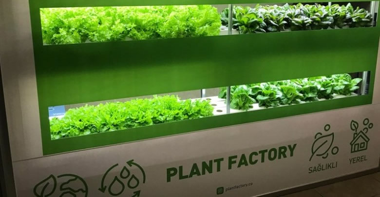 plant factory