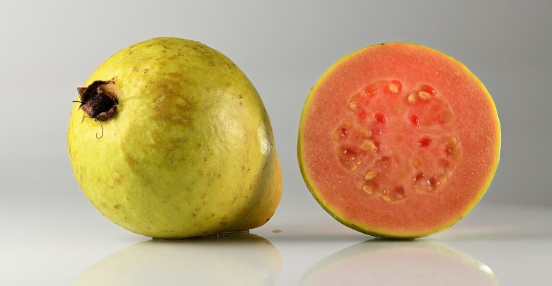 Guava Yetiştirciliği 13 Guava
