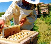 Apimaye Arıcılık Çin'e Arı Kovanı Satıyor 15 arikovani