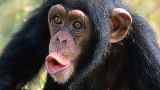 chimpanzee