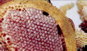 Arı Ürünlerinde Propolis Fırsatı 15 propolis