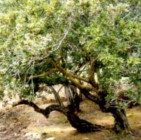 Girişimciye Sakız Reçinesi Üretimi İş Fikri 26 sakiz agaci