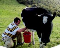 Süt Üretimi Kârlı Yatırım Olacak 24 sutyatirim